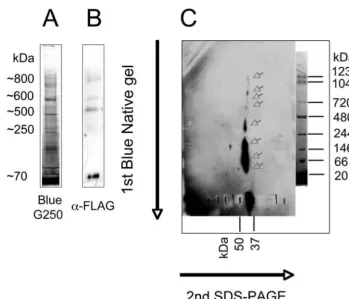 Fig. S2.BT-Mfrn1 forms higher-order oligomeric complexes with other mitochondrial proteins