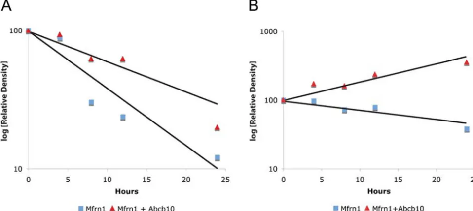 Fig. S3.Quantitation of pulse–chase assay and steady-state Western blot analysis of Mfrn1 stability