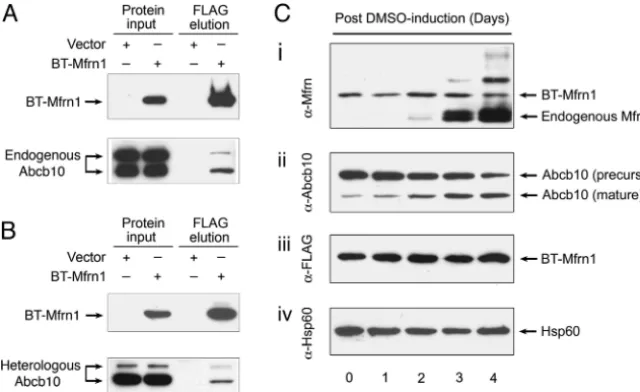 Fig. 1.PhysicalinteractionbetweenMfrn1andAbcb10sera against loading control Hsp60 (and Abcb10 are induced in chemically differentiated sta-ble MEL cells expressing BT-Mfrn1