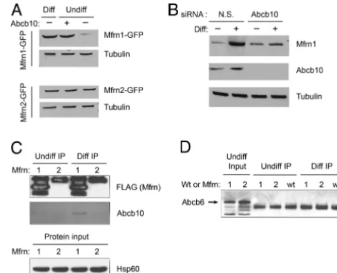 Fig. 2.Pulse–chase assay and steady-state Western blot analysis of Mfrn1 showcotransfection with Mfrn1-FLAG and Abcb10 or Mfrn1-FLAG and empty vector.At 24 h after chase, there is more labeled Mfrn1 IP Mfrn1 and Abcb10 cotrans-fectedsamplescomparedwithMfrn
