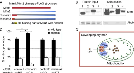 Fig. 5.The interaction domain of Mfrn1–Abcb10 is localized to N-terminal amino acids 26–50 of Mfrn1
