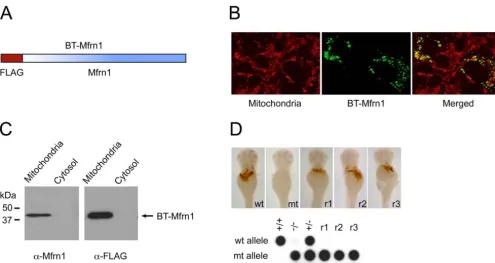 Fig. S1.BT-Mfrn1 properly targets to the mitochondrial compartment and complements anemia ofheterozygote, and rescued frs mutants, and so it is validated as a functional bait forafﬁnity puriﬁcation