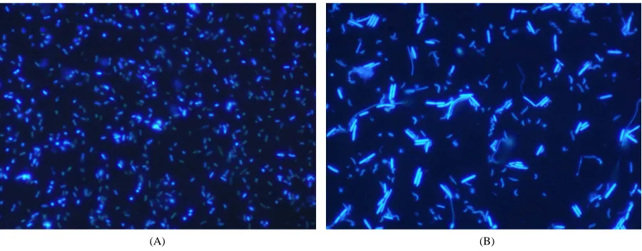 Figure 5. Microscopic examination of the penetration of PicoGreen into intact cells. (A) PicoGreen staining of cells from an E