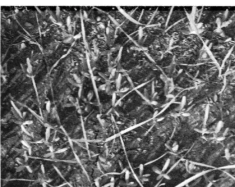 Table 1. Numbers of grass plants per linear foot and grams of air-dry grass per plot from various fall-simulated treatments and different rates of 2,4-D