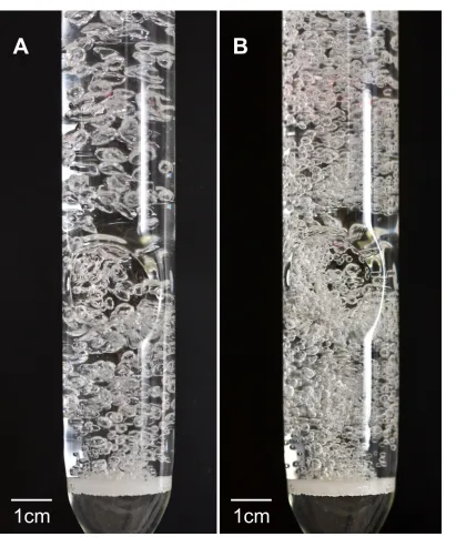 Figure 1.9 Bubble column used in coalescence inhibition experiments.  Bubbles in (A) 