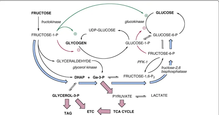 Figure 1 Overview of the major aspects of hepatic metabolism of glucose and fructose. Key points emphasized in the text: the two sugars converge at the level of the triose-phosphates (dihydroxyacetone-phosphate (DHAP) and glyceraldehyde-3-P (Ga-3-P))