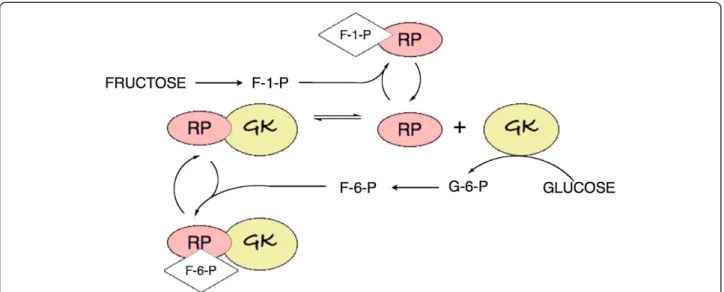 Figure 2 Control of glucokinase. Binding of glucokinase-regulatory protein (RP) reduces the activity of glucokinase (GK)