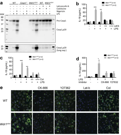 Figure 6. Inhibition of actin polymerization prevents caspase-1 activation and IL-18 secretion from Wdr1 mutant monocytes