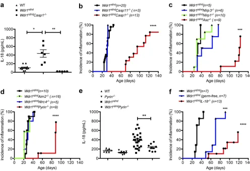 Figure 7. Pyrin-dependent IL-18 secretion and inflammation in Wdr1 mutant mice. (a) Serum IL-18 from WT, Wdr1rd/rd, and Wdr1rd/rdCasp1/ mice