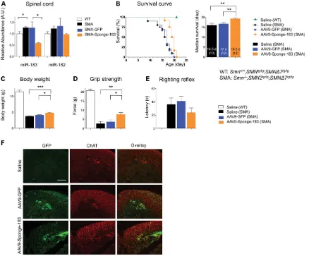 Figure 6. AAV-sponge-mediated inhibition of miR-183 in spinal motor neurons improved survival, body weight and motor function in a mouse model of SMA.AAV9-Sponge-183, AAV9-GFP or saline was injected into the CNS of SMA mice on the day of birth