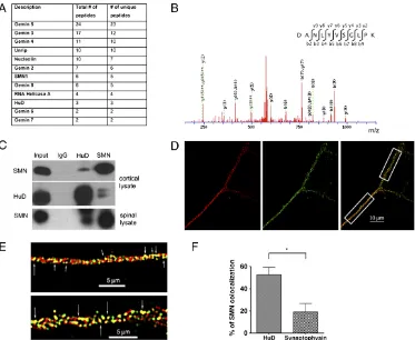 Fig. 1.SMN interacts with HuD. (A) List of proteins that coimmunoprecipitate with SMN from cortical neurons with an FDR ∼1%