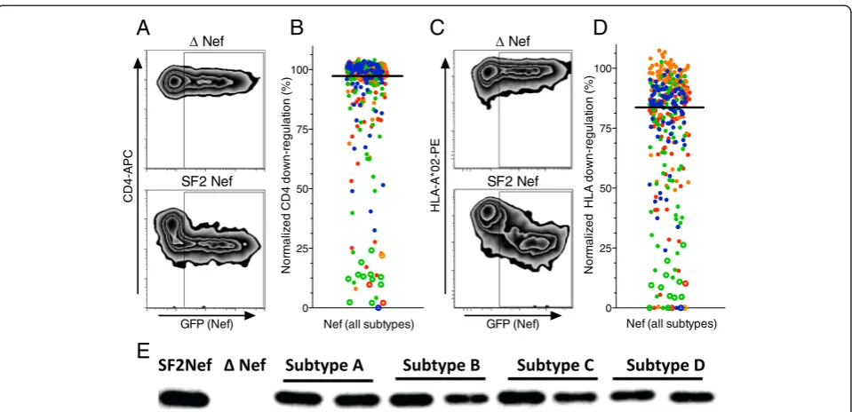 Figure 2 Function and Nef expression of patient-derived HIV-1 Nef clones.identify Nef clones that displayed poor expression by Western blot