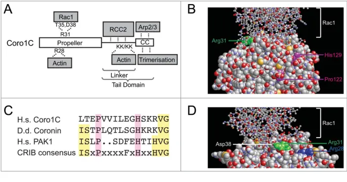 Figure 1. Coronin-1C contains multiple overlapping binding sites. (A) Schematic of the domain struc-ture of coronin-1C, indicating the binding sites for the various binding partners and key residuesinvolved