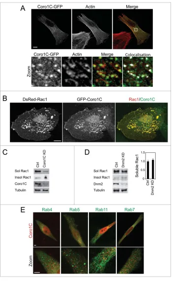 Figure 2. Coro1C trafﬁcks Rac1 through actin-rich vesicles. (A) GFP-Coro1C-expressing ﬁbroblastswere spread on ﬁbronectin and ﬁxed and stained with phalloidin