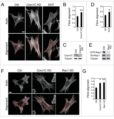 Figure 3. Inhibition of Coro1C or Rac1 increase stress ﬁber alignment. Fibroblasts spread on ﬁbronectin, ﬁxed andstained with phalloidin were analyzed for alignment of actin stress ﬁbers 