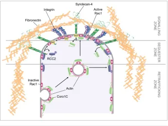 Figure 5. Coronin-1C-mediated Rac1 trafﬁcking. Schematic of the pathway by which actin-associated