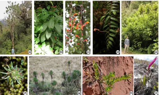 Fig. 1 Growth form diversity in Neotropical bellﬂowers. (a)clonal herbaceous species of wet soil, Siphocampylus tunarensis Zahlbr., a tree c