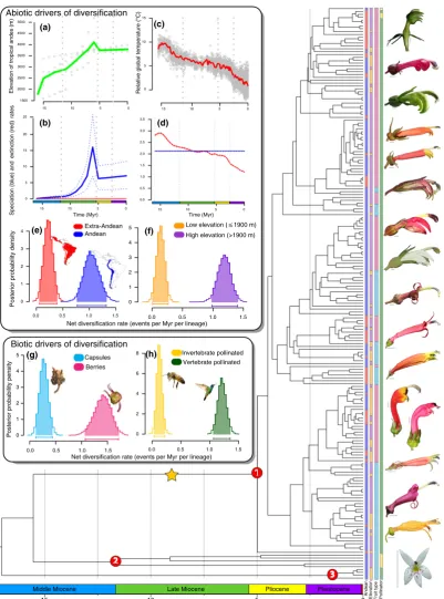 Fig. 2 Diversiﬁcation of Neotropical bellﬂowers. A time-calibrated species-level phylogeny shows theRepresentative ﬂoral diversity, shown on the right, illustrates the striking phenotypic diversity in the clade (see Fig