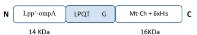 Fig. 1  Schematic representation of the chimeric construct LO-Mt-Ch.  Carrier lipoprotein Lpp′-ompA is fused to the chimeric protein using  srtA recognition site, LPQTG (not drawn to scale)