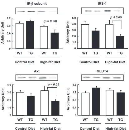 FIG. 4. Effect of lack of AMPK �mice was performed. Quantiﬁcation of insulin receptor-2 activity and high-fat diet on expression of molecules related with insulin-dependent glucose transport
