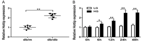Figure 1. Hottip expression in DN mice and glucose treated MMCs. A. The expression of lncRNA Hottip in kidney cortex of db/db and db/m mouse