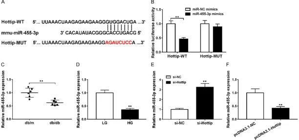 Figure 4. mmu-miR-455-3p is a target of Hottip. A. The relationship between Hottip and miR-455-3p was predicted by LncBase