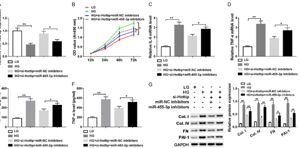 Figure 5. Hottip/miR-455-3p regulates cell proliferation, inflammation, and ECM accumulation in SV40-MES13 cells