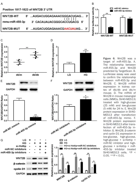 Figure 6. Wnt2B was a target of miR-455-3p. A. 