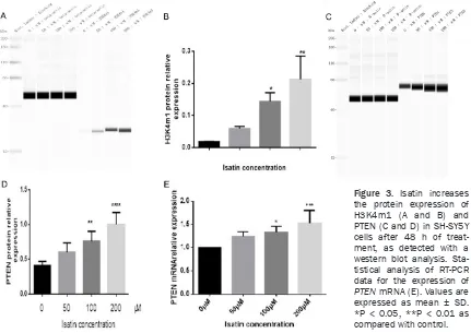 Figure 3. Isatin increases the protein expression of 