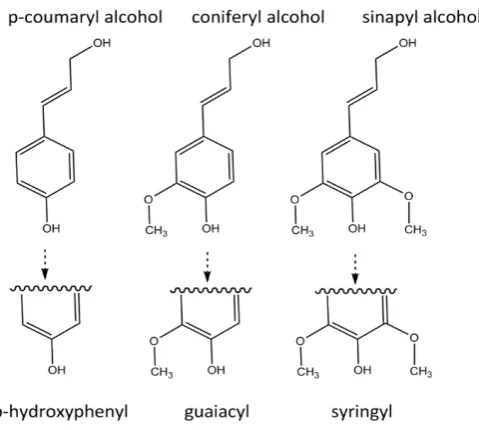 Figure 1-2. Monolignols and their aromatic residues in the lignin polymer [277]