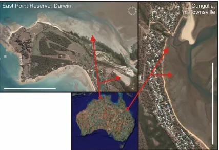 Figure 1.5. The two fieldwork locations. East Point Reserve, Darwin (above, 12°24’49”S 130°50’09”E) and Cungulla, Bowling Green Bay (right, 19°23’49”S 147°06’43”E)