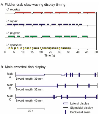 Figure 2.3. Temporal structure of movement-displays. A) Time series of claw-waving displays Beginning and end of each coloured bar indicate start and finish of a single display (redrawn from Salmon, 1967)