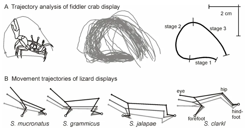 Figure 2.4. Trajectory analysis. A) Illustration of claw-tip trajectory for a single lateral wave (left), perplexadiagrams of the ascending portion of push-up displays for four lizards of the genus 37 long-range lateral waves (middle) and mean lateral wave