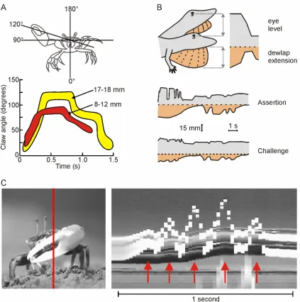 Figure 2.5. Time series of movements during visual displays in three different species