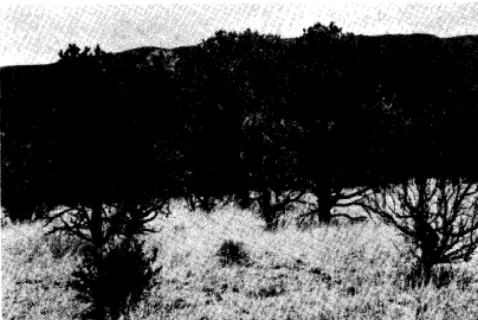 FIG. 3. Junipers less than six feet tall were very susceptible to fire damage. The pinyon-juniper occurred in a rather scattered stand on the rocky ridges