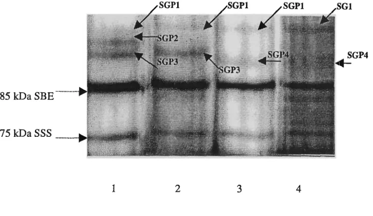Fig. 3.7 SGP, SSS and SBE proteins in polyploid wheat. The electrophoretic reported by Denyerpatterns of higher molecular weights of (>85 kDa) granule-bound proteins (SGP) are shown: 1