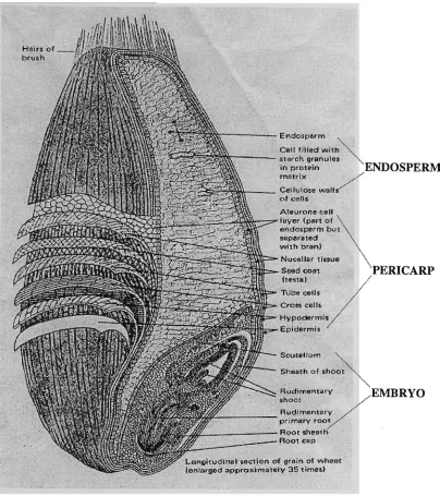 Fig. 1.1 Structure of the wheat grain. Longitudinal section of the wheat grain 