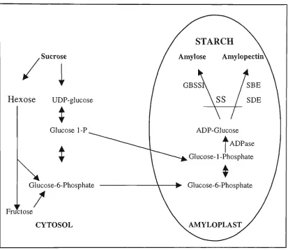 Fig 1.3 Pathway of starch biosynthesis in amyloplast of cereals. Hexose phosphates 