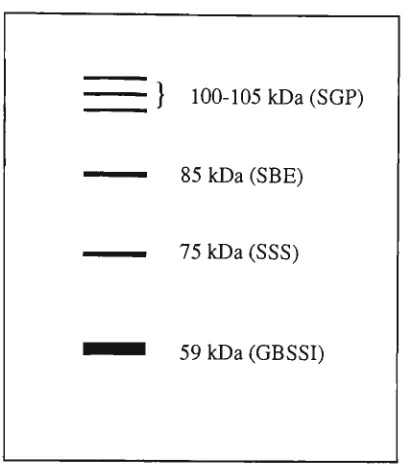 Fig. 1.4 A diagrammatic representation of electrophoretic profile of the enzymes 