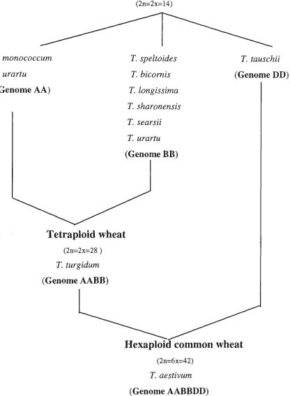 Fig. 1.7 Origins of genomes A, B and D of common wheat. The diagram is based on 
