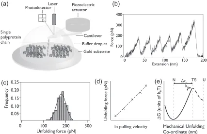 FIG. 1. (a) Schematic of the single-molecule force spectroscopy experimental setup used