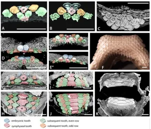 Fig 6. Tooth addition in early ontogeny of batoids. A-E. Volume rendered, segmented, or false colourVolume rendered jaws of I, J, showing mineralized crowns at occlusal surface compared with younger lingualteeth with less mineralization