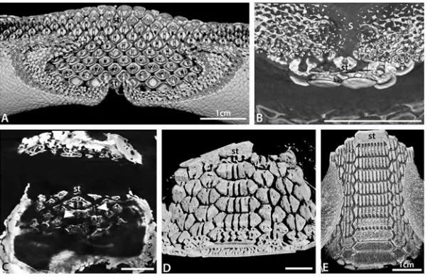 Fig 7. Development of batoid tooth crown size co-ordinated with roots. A. Composite volume render of