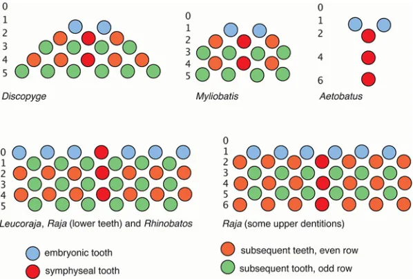 Fig 8. Summary of dental development patterns in the Batoidea. The dentitions ofindicated, proposed as homologous patterns (jaw positions, blue 2,4,6: green 1,3,5