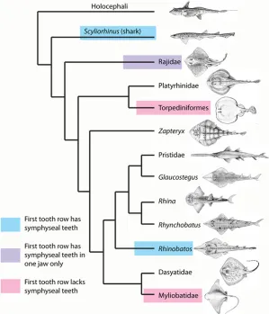 Fig 9. Phylogeny of the Batoidea and selected outgroups with positions of dental development type.Tooth development type as seen in different batoid clades (see Fig