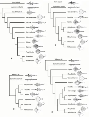 Fig 1. Phylogeny of the Batoidea and selected outgroups. Four selected phylogenies showing theas derived sharks