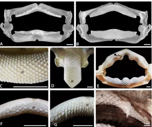 Fig 2. Morphological variation in batoid dentitions. A, B. Labial and lingual views, volume rendered scanUpper jaw of a maleH