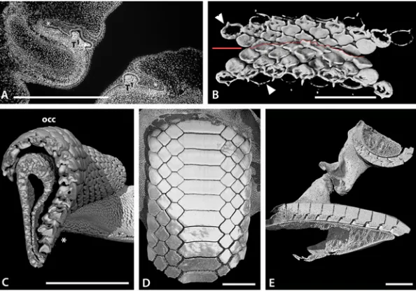 Fig 3. Tooth arrangement in dentition of batoids. A. Histological DAPI (DNA) stained section throughupper (left) and lower (right) jaws of an embryonic Raja clavata