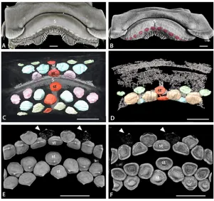Fig 5. Tooth addition in early ontogeny of Raja clavata. A-D. Volume rendered and segmenteddeveloping teeth in Raja clavata embryos (either VG Studio Max, Drishti, or Avizo)