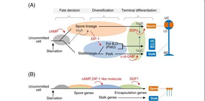 Figure 5 Comparison of the overall process of fruiting formation between A. subglobosum and D